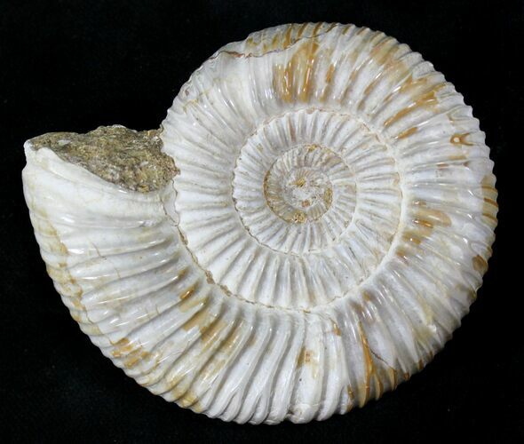 Perisphinctes Ammonite - Jurassic #22817